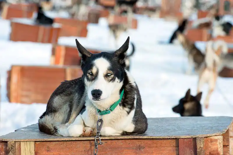 Huskytouren Tromsö Huskytouren Tromsö
