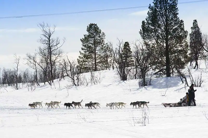 Husky-Schlittenfahrten Tromsö Husky-Schlittenfahrten Tromsö