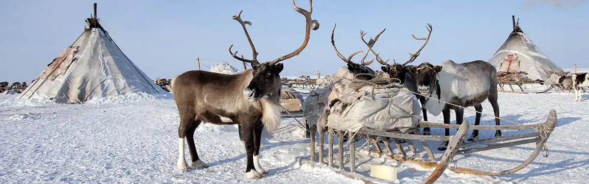 Sami und Rentierfarm Tromsø Sami Rentiere Tromsø